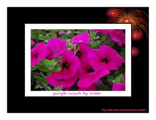 Amazing Pictures Absolutely Stunning