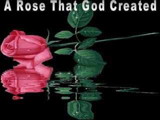 A Rose That God Created 