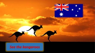 • australia
See the kangaroos
 