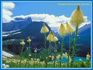 Beargrass National Park, Montana