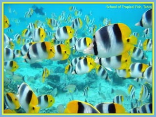 School of Tropical Fish, Tahiti