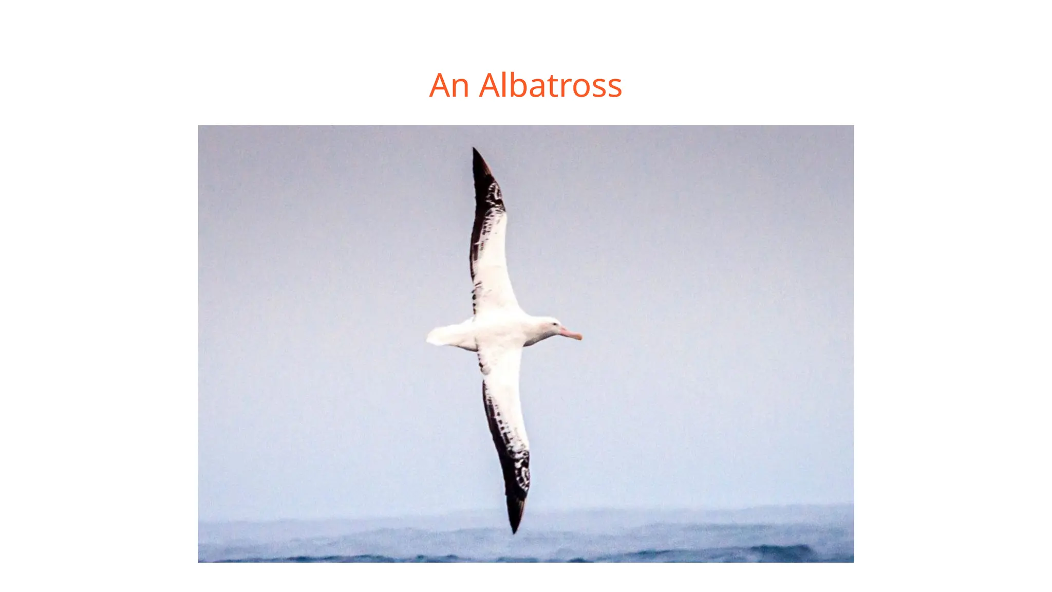 An Albatross
 