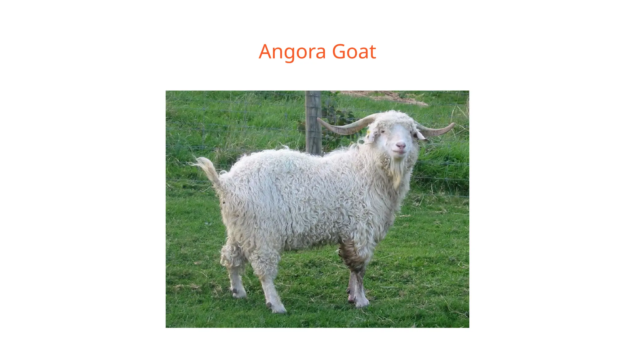 Angora Goat
 