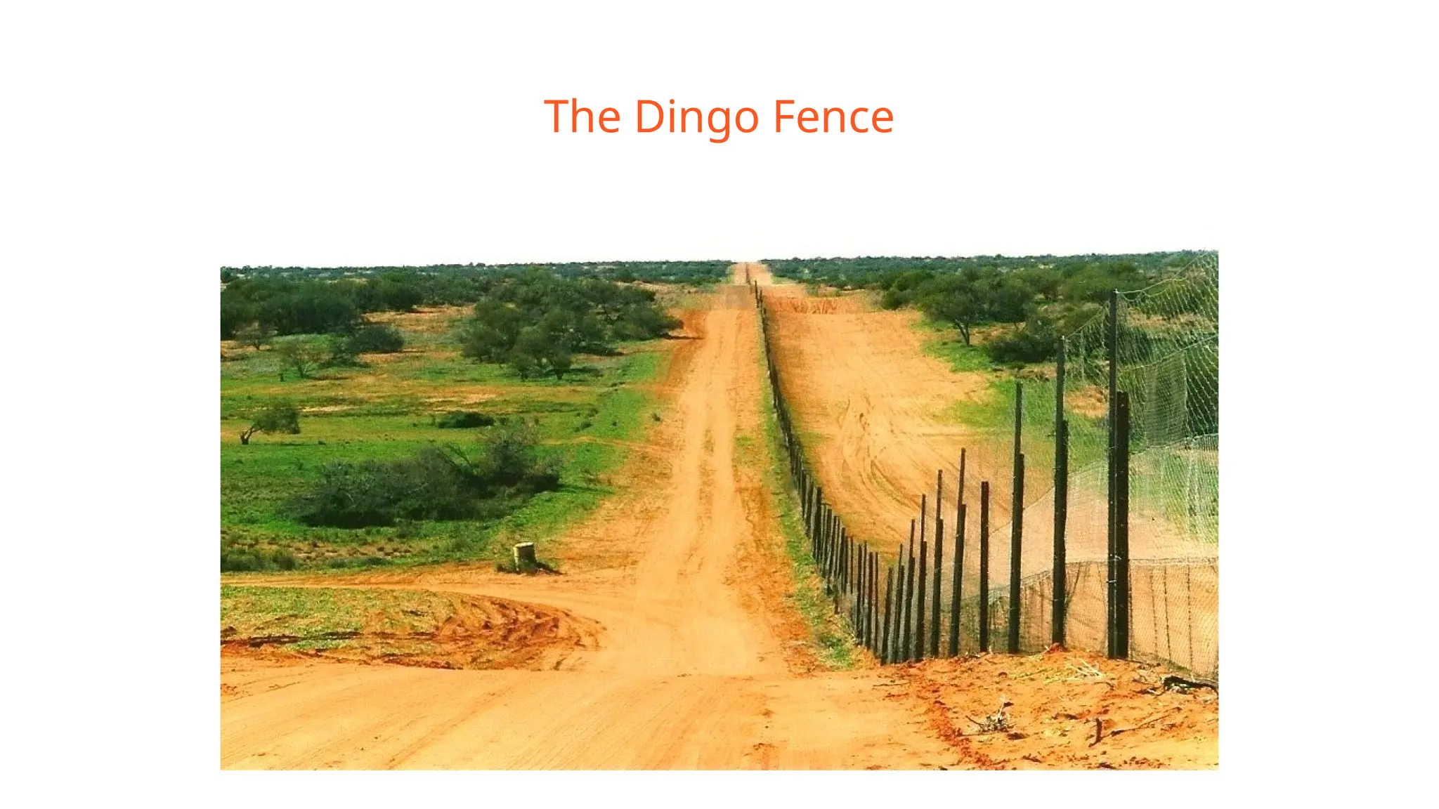 The Dingo Fence
 