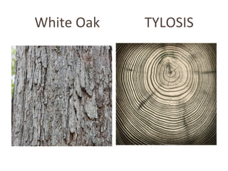 White	
  Oak	
  	
  	
  	
  	
  	
  	
  	
  	
  	
  	
  	
  	
  TYLOSIS	
  
 