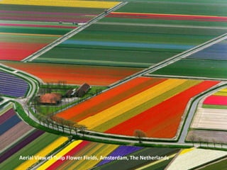 Aerial View of Tulip Flower Fields, Amsterdam, The Netherlands
 