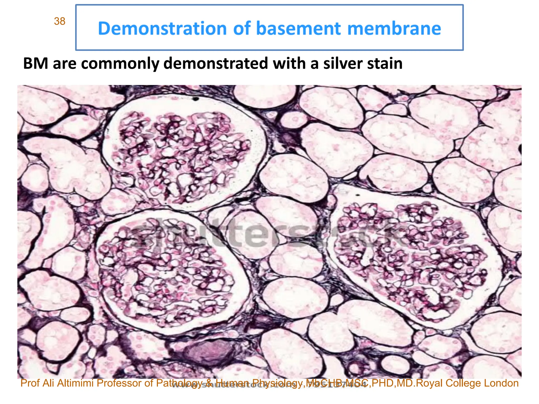 Routine Staining A Routine and Special Staining in Histopathology LAB practice lec ...
