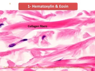 Routine Staining A Routine and Special Staining in Histopathology LAB practice lec ...