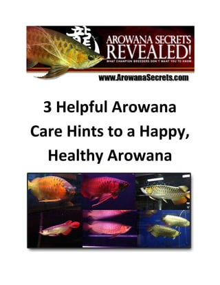 3 Helpful Arowana
Care Hints to a Happy,
  Healthy Arowana
 