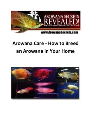 Arowana Care - How to Breed
an Arowana in Your Home
 