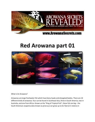 Red Arowana part 01<br />What Is An Arowana?<br />Arowanas are large freshwater fish which have bony heads and elongated bodies. There are 10 different kinds of arowanas: four can be found in Southeast Asia, three in South America, two in Australia, and one from Africa. Known as the “King of Tropical Fish”, these fish are big – the South American arapaima (also known as pirarucu) can grow up to 8.2 feet (2.5 meters) in length, making it one of the largest freshwater fish on the planet – and are capable of performing extraordinary feats that few other fish can match.<br />For example, the South American species of arowana are known to be able to jump up to 6 feet (2 meters) clear out of the water to snag birds or insects – all arowana species are carnivorous – from overhanging tree branches. They have even been rumored to be able to catch and eat low flying bats. Such behavior explains why some people have nicknamed arowanas as “water monkeys”. Arowanas are dutiful parents; some species build nests and protect their young long after they hatch, while others keep their eggs in their mouths to keep them safe.<br />Arowanas are highly-prized aquarium fish, especially in Asian countries. The Chinese believe that the Southeast Asian arowanas, specifically the extremely rare red arowana, are lucky and provide positive Feng Shui energy. They call these fish “dragon fish” as the scales and the color of the fish bring to mind images of the Chinese dragon. Some people even believe that the fish has magical powers – that it could hear death approaching and detect if someone is thinking bad thoughts about its owner.<br />Having an arowana or two at home – especially a red arowana – is considered a sign of wealth and prosperity. Indeed, while these fish can be an attractive sight, care must be taken to remember that the highly-prized varieties are endangered species.<br />The Arowana fish is easy to keep, but hard to master when it comes to bringing out its best colors. Expose your Arowana's true colors using the simplest, laziest but most effective Arowana care techniques from http://www.arowanasecrets.com.<br />If you are starting out on rearing an Arowana, don't forget to grab the quot;
5 Steps to Setting Up Your Arowana Tank - Keeping It Simple, Clean and Quickquot;
 *FREE* report at http://www.arowanasecrets.com that is usually priced at $17.<br />