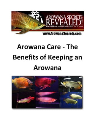 Arowana Care - The
Benefits of Keeping an
      Arowana
 