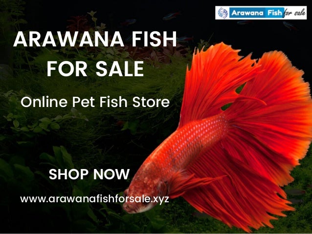 best pet store to buy fish