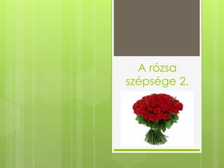 A rózsa
szépsége 2.
 