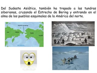Del Sudeste Asiático, también ha trepado a las tundras
siberianas, cruzando el Estrecho de Bering y entrando en el
alma de los pueblos esquimales de la América del norte.
 