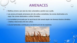 AMENACES
Nidifica al terra i per això és més vulnerable a perdre ous o polls.
Les seves principals amenaces són els cultius cerealistes, les zones destinades a la
caça i les zones dedicades a cultius forestals.
La mortalitat provocada per la recol·lecció del cereal depèn de diversos factors climàtics
i d'altres relacionats amb els cultius.
L'ús de herbicides contribueix a la disminució de les espècies.
 