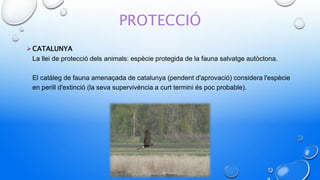 PROTECCIÓ
CATALUNYA
La llei de protecció dels animals: espècie protegida de la fauna salvatge autòctona.
El catàleg de fauna amenaçada de catalunya (pendent d'aprovació) considera l'espècie
en perill d'extinció (la seva supervivència a curt termini és poc probable).
 