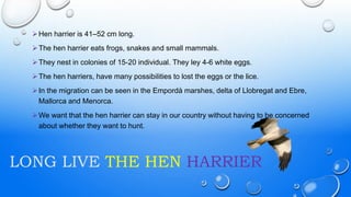 Hen harrier is 41–52 cm long.
The hen harrier eats frogs, snakes and small mammals.
They nest in colonies of 15-20 individual. They ley 4-6 white eggs.
The hen harriers, have many possibilities to lost the eggs or the lice.
In the migration can be seen in the Empordà marshes, delta of Llobregat and Ebre,
Mallorca and Menorca.
We want that the hen harrier can stay in our country without having to be concerned
about whether they want to hunt.
LONG LIVE THE HEN HARRIER
 