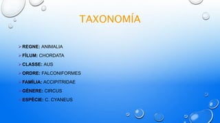TAXONOMÍA
REGNE: ANIMALIA
FÍLUM: CHORDATA
CLASSE: AUS
ORDRE: FALCONIFORMES
FAMÍLIA: ACCIPITRIDAE
GÈNERE: CIRCUS
ESPÈCIE: C. CYANEUS
 