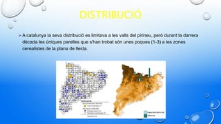 DISTRIBUCIÓ
A catalunya la seva distribució es limitava a les valls del pirineu, però durant la darrera
dècada les úniques parelles que s'han trobat són unes poques (1-3) a les zones
cerealistes de la plana de lleida.
 