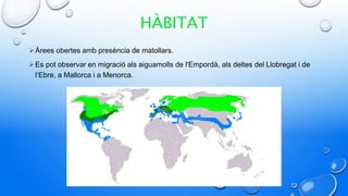 HÀBITAT
Àrees obertes amb presència de matollars.
Es pot observar en migració als aiguamolls de l'Empordà, als deltes del Llobregat i de
l‘Ebre, a Mallorca i a Menorca.
 