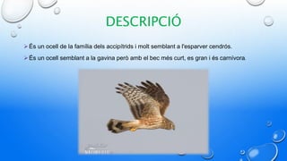 DESCRIPCIÓ
És un ocell de la família dels accipítrids i molt semblant a l'esparver cendrós.
És un ocell semblant a la gavina però amb el bec més curt, es gran i és carnívora.
 