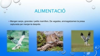 ALIMENTACIÓ
Mengen serps, granotes i petits mamífers. De vegades, emmagatzemen la presa
capturada per menjar-la després.
 