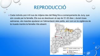 REPRODUCCIÓ
Cada individu pon 4-6 ous de mitjana des del Maig fins a començaments de Juny, que
són covats per la femella. Els ous es desclouen al cap de 31-32 dies i, durant dues
setmanes, els mascles ajudaran en l'alimentació dels petits, així com en la vigilància de
la niuada mentre la femella n'és absent.
 