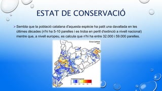 ESTAT DE CONSERVACIÓ
Sembla que la població catalana d'aquesta espècie ha patit una davallada en les
últimes dècades (n'hi ha 5-10 parelles i es troba en perill d'extinció a nivell nacional)
mentre que, a nivell europeu, es calcula que n'hi ha entre 32.000 i 59.000 parelles.
 