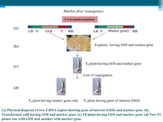 (a) Physical diagram of two T-DNA region showing gene of interest (GOI) and marker gene. (b)
Transformed calli having GOI and marker gene. (c) T0 plant having GOI and marker gene. (d) Two T1
plants one with GOI and another with marker gene.
 