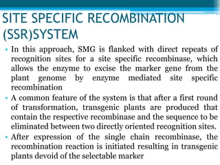 • In this approach, SMG is flanked with direct repeats of
recognition sites for a site specific recombinase, which
allows the enzyme to excise the marker gene from the
plant genome by enzyme mediated site specific
recombination
• A common feature of the system is that after a first round
of transformation, transgenic plants are produced that
contain the respective recombinase and the sequence to be
eliminated between two directly oriented recognition sites.
• After expression of the single chain recombinase, the
recombination reaction is initiated resulting in transgenic
plants devoid of the selectable marker
SITE SPECIFIC RECOMBINATION
(SSR)SYSTEM
 