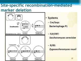 Site‐specific recombination‐mediated
marker deletion
 