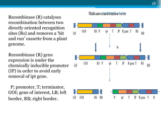 Recombinase (R) catalyses
recombination between two
directly oriented recognition
sites (Rs) and removes a ‘hit
and run’ cassette from a plant
genome.
Recombinase (R) gene
expression is under the
chemically inducible promoter
(IP) in order to avoid early
removal of ipt gene.
P; promoter, T; terminator,
GOI; gene of interest, LB; left
border, RB; right border.
6/8/2015Dept. of PMBB
18
 