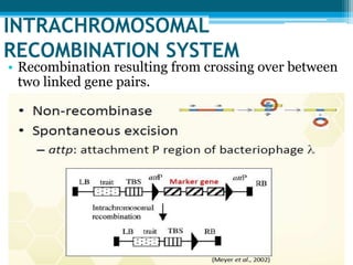INTRACHROMOSOMAL
RECOMBINATION SYSTEM
• Recombination resulting from crossing over between
two linked gene pairs.
 