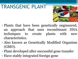 TRANSGENIC PLANT
• Plants that have been genetically engineered,
an approach that uses recombinant DNA
techniques to create plants with new
characteristics.
• Also known as Genetically Modified Organism
(GMO).
• Plant developed after successful gene transfer
• Have stably integrated foreign gene
 