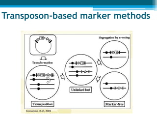 Transposon‐based marker methods
 