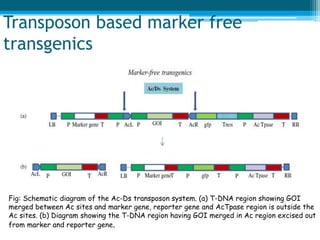 Transposon based marker free
transgenics
Fig: Schematic diagram of the Ac-Ds transposon system. (a) T-DNA region showing GOI
merged between Ac sites and marker gene, reporter gene and AcTpase region is outside the
Ac sites. (b) Diagram showing the T-DNA region having GOI merged in Ac region excised out
from marker and reporter gene.
 