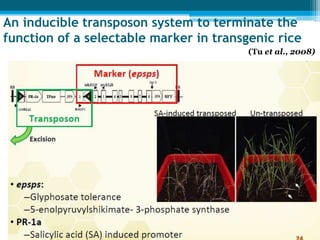 An inducible transposon system to terminate the
function of a selectable marker in transgenic rice
(Tu et al., 2008)
 