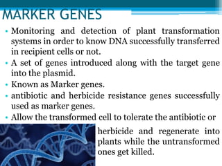 MARKER GENES
• Monitoring and detection of plant transformation
systems in order to know DNA successfully transferred
in recipient cells or not.
• A set of genes introduced along with the target gene
into the plasmid.
• Known as Marker genes.
• antibiotic and herbicide resistance genes successfully
used as marker genes.
• Allow the transformed cell to tolerate the antibiotic or
herbicide and regenerate into
plants while the untransformed
ones get killed.
 