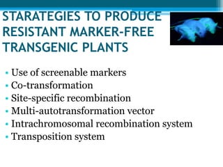 STARATEGIES TO PRODUCE
RESISTANT MARKER‐FREE
TRANSGENIC PLANTS
• Use of screenable markers
• Co-transformation
• Site-specific recombination
• Multi-autotransformation vector
• Intrachromosomal recombination system
• Transposition system
 