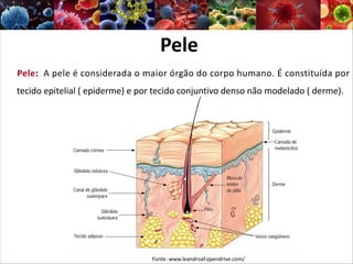 Pele
Pele: A pele é considerada o maior órgão do corpo humano. É constituída por
tecido epitelial ( epiderme) e por tecido conjuntivo denso não modelado ( derme).
Fonte: www.leandroaf.opendrive.com/
 