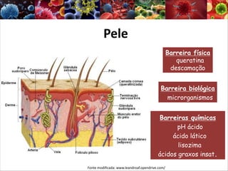 Pele
Barreira física
queratina
descamação
Barreiras químicas
pH ácido
ácido lático
lisozima
ácidos graxos insat.
Barreira biológica
microrganismos
Fonte modificada: www.leandroaf.opendrive.com/
 