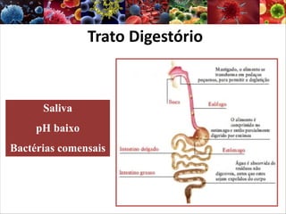 Trato Digestório
Saliva
pH baixo
Bactérias comensais
 
