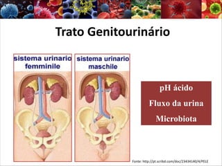 Trato Genitourinário
pH ácido
Fluxo da urina
Microbiota
Fonte: http://pt.scribd.com/doc/23434140/4/PELE
 