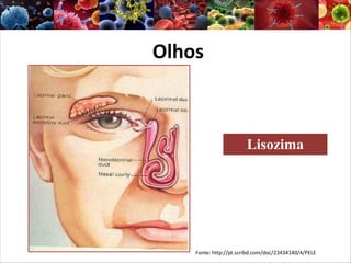 Olhos
Lisozima
Fonte: http://pt.scribd.com/doc/23434140/4/PELE
 