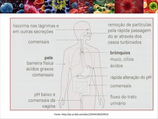 :
Fonte: http://pt.scribd.com/doc/23434140/4/PELE
 