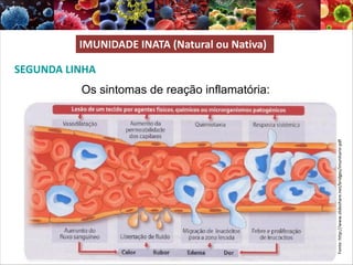 SEGUNDA LINHA
Os sintomas de reação inflamatória:
Fonte:
http://www.slideshare.net/bridges/imunitario-pdf
IMUNIDADE INATA (Natural ou Nativa)
 