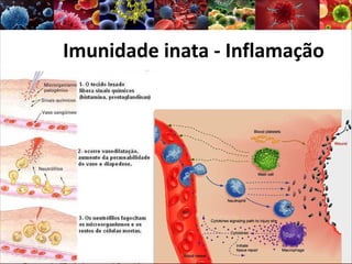 Imunidade inata - Inflamação
 