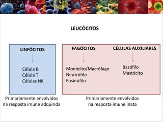 LEUCÓCITOS
LINFÓCITOS FAGÓCITOS CÉLULAS AUXILIARES
Célula B
Célula T
Células NK
Primariamente envolvidos
na resposta imune adquirida
Monócito/Macrófago
Neutrófilo
Eosinófilo
Basófilo
Mastócito
Primariamente envolvidos
na resposta imune inata
 