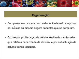 § Compreende o processo no qual o tecido lesado é reposto
por células da mesma origem daquelas que se perderam.
§ Ocorre por proliferação de células residuais não lesadas,
que retêm a capacidade de divisão, e por substituição de
células-tronco teciduais.
Regeneração
 